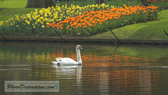 keukenhoff 1102 swan.e (1 of 1) copy