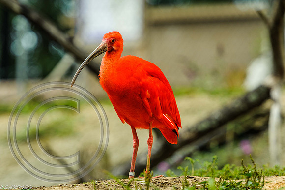 BIRDS-172