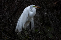 Florida Birds