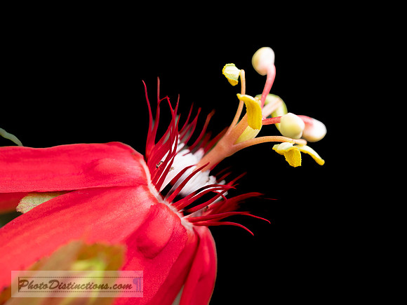 LEWIS GINTER-7