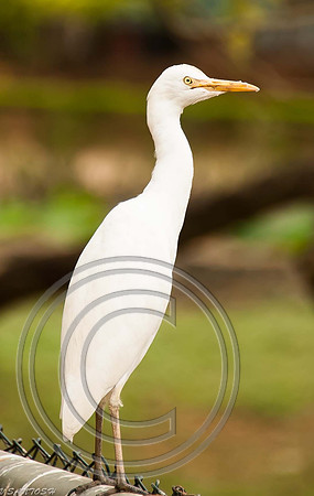 BIRDS-7909