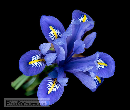 LEWIS GINTER-28