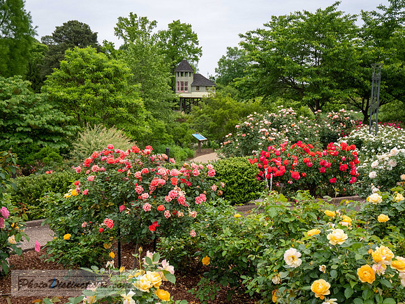 LEWIS GINTER-797-2-HDR-40