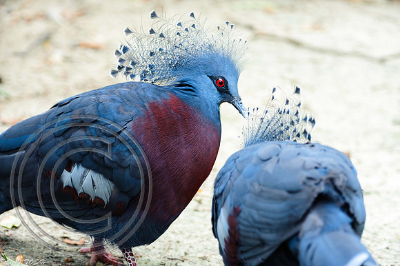 BIRDS-014