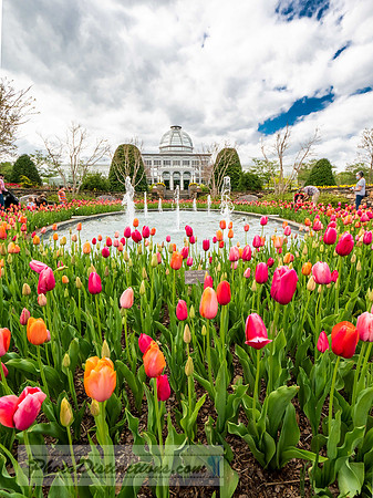 LEWIS GINTER-50-4-HDR-2-24