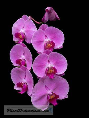 LEWIS GINTER-11