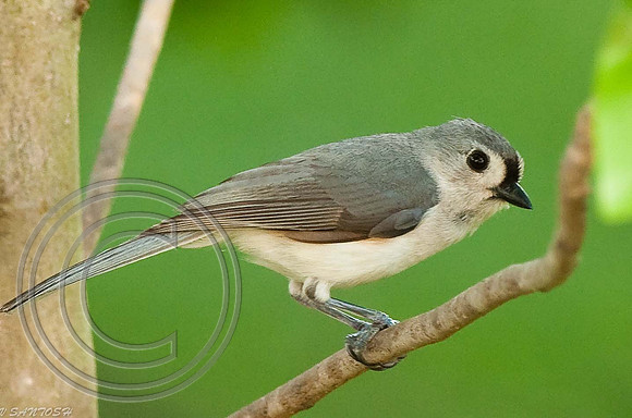 BIRDS-397