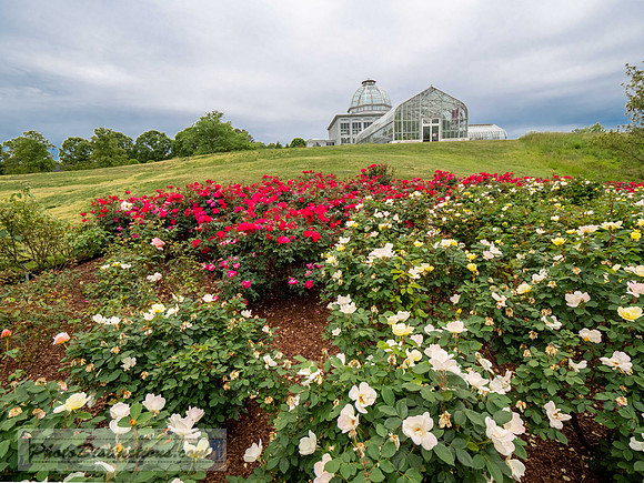 LEWIS GINTER-787-2-HDR-50