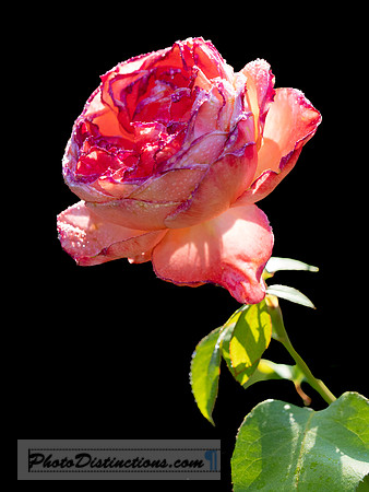 LEWIS GINTER-10
