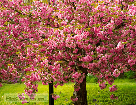 LEWIS GINTER-78-4-15