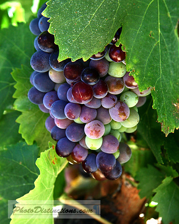 IMG_grapes0131