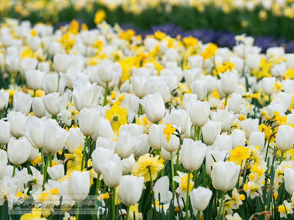 LEWIS GINTER-37-6-13