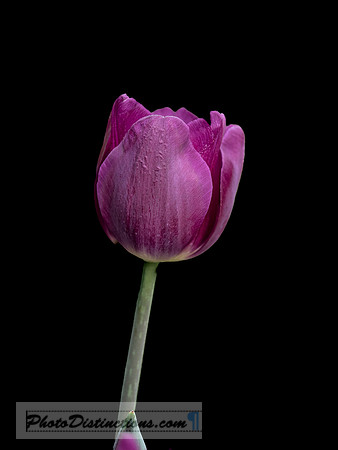 LEWIS GINTER