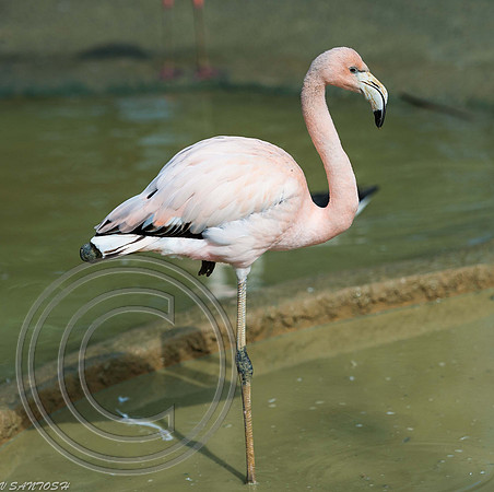 BIRDS-2632