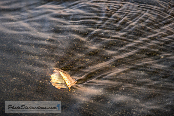 PONY PASTURE_-133-1