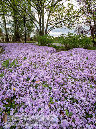 LEWIS GINTER-543-3-HDR-7