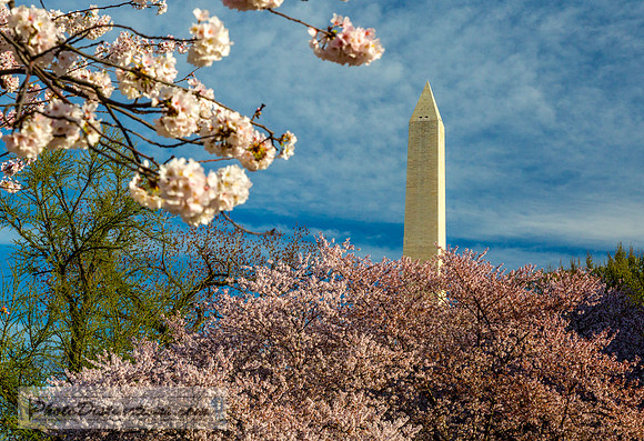dc blossoms 8559e2 (1 of 1)