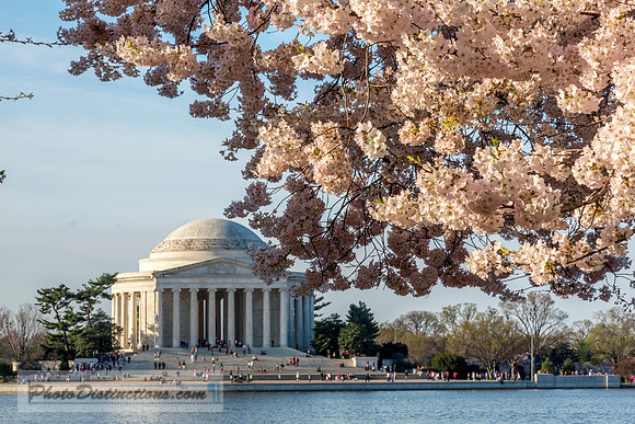 dc blossoms 8507e2 (1 of 1)