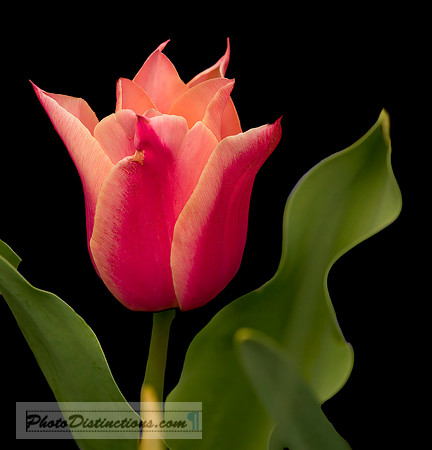 LEWIS GINTER-2
