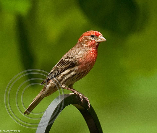 BIRDS-165