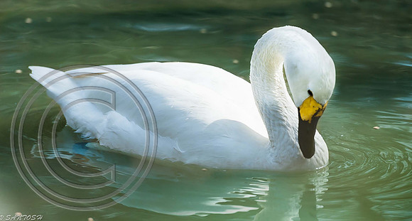 BIRDS-2643