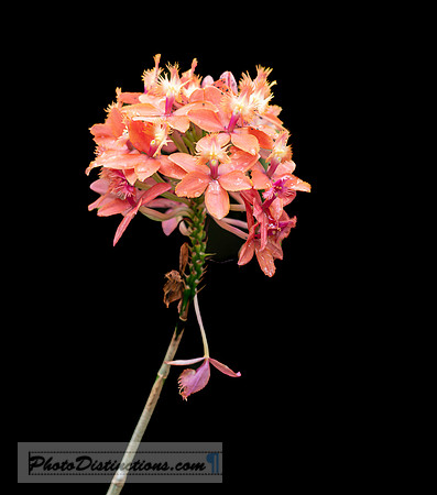 LEWIS GINTER-9
