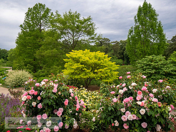 LEWIS GINTER-773-2-HDR-39