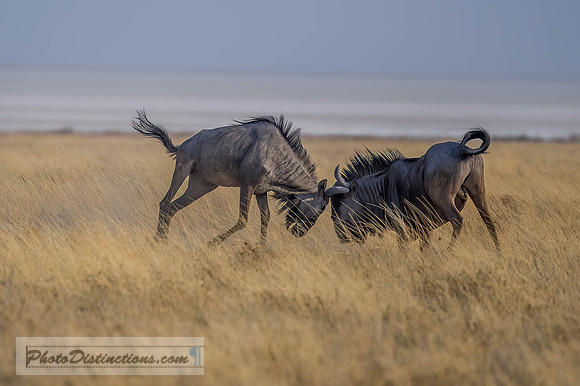 NAMIBIA-11