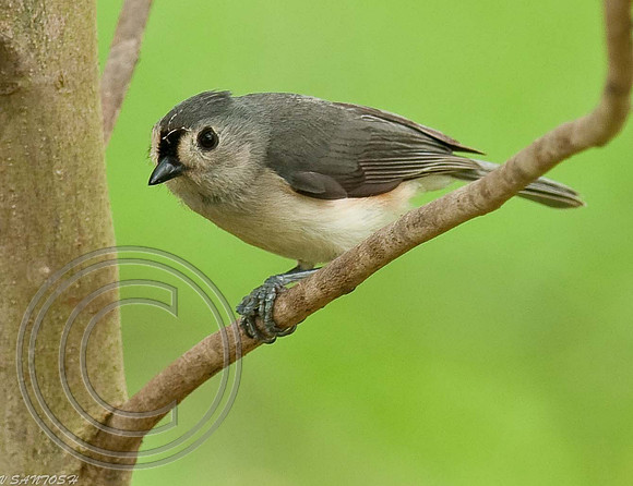 BIRDS-282