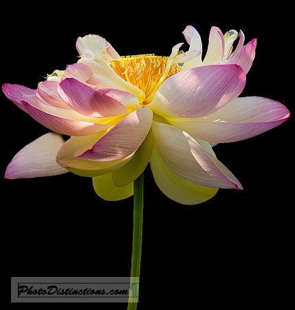 LEWIS GINTER-8