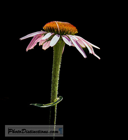 LEWIS GINTER-6