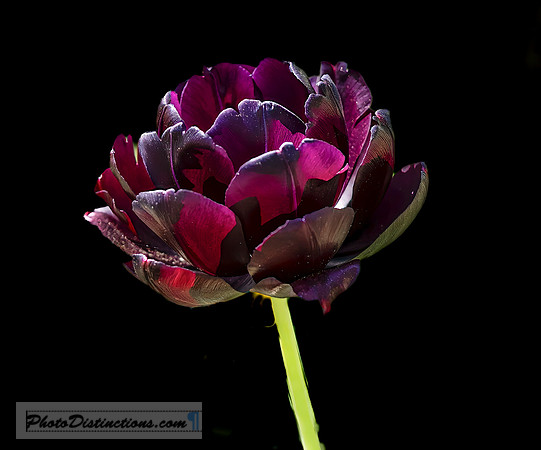 LEWIS GINTER-78