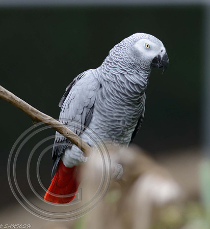 BIRDS-019-2