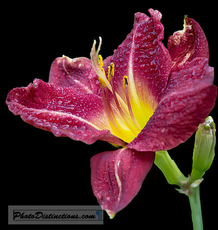 LEWIS GINTER-7