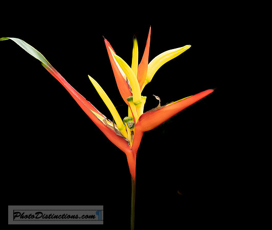LEWIS GINTER-12