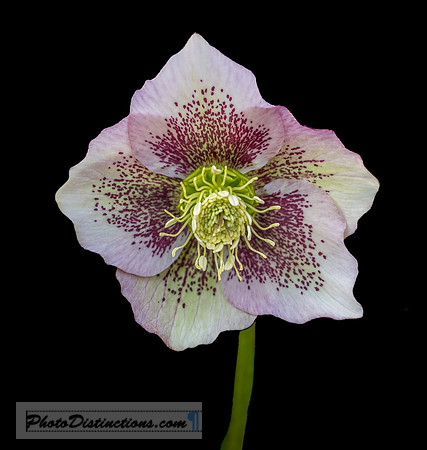 LEWIS GINTER-16