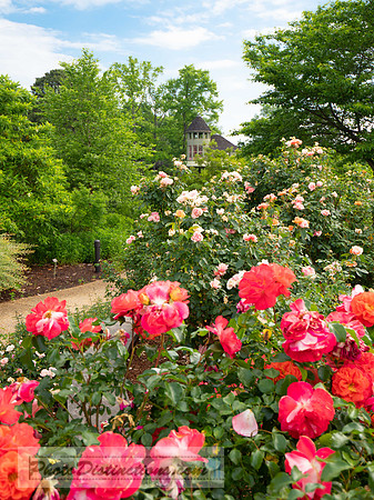 LEWIS GINTER-113-6-55