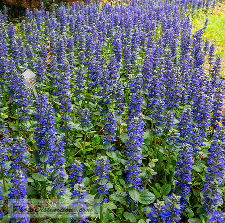 LEWIS GINTER-233-3-HDR-17