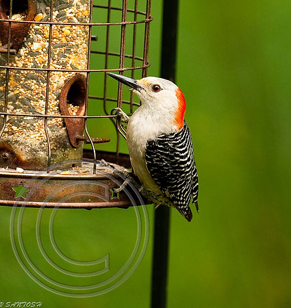 BIRDS-245
