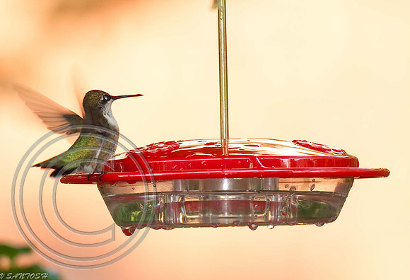 BIRDS-596